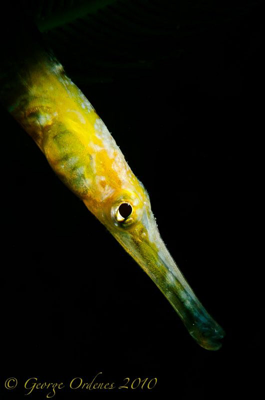 Pipe fish at Blue Heron Bridge.  
D300 105mm fiber optic... by George Ordenes 