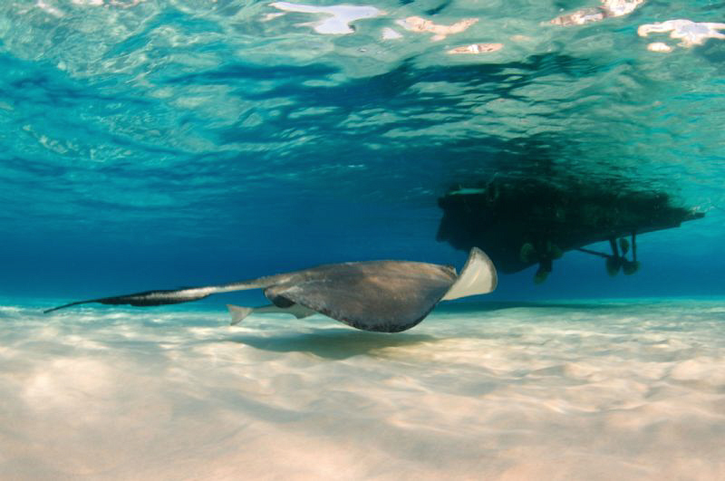 A dawn shot of a Stingray cruising by our dive boat.  Nat... by Paul Colley 