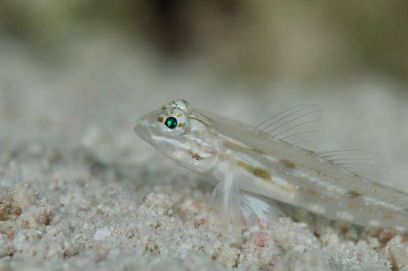 Close up of a skittish little goby on the sand at Sunset ... by Paul Colley 