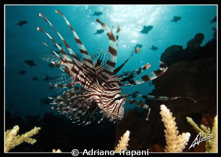 lionfish used to be one of my favorite subjects, then I k... by Adriano Trapani 
