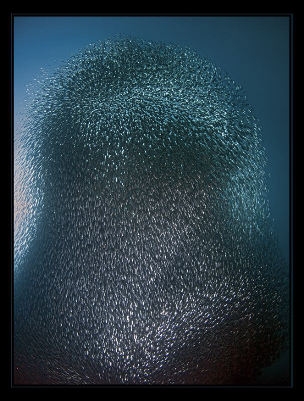 "Sardines Vulcano"
.
To celebrate the Swiss National Da... by Henry Jager 