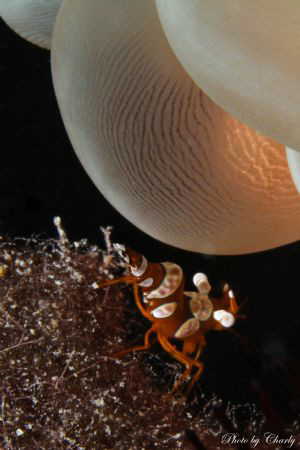 3mm long shrimp hiding under the anemone by Charly Kotnik 