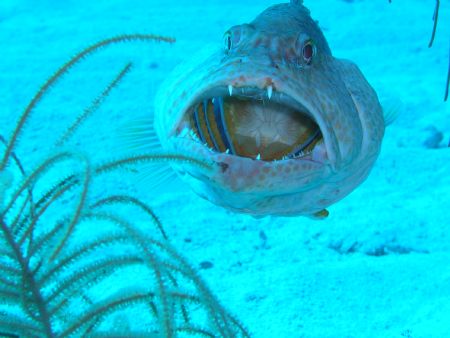 Cleaning station in cayman brac taken with the olympus c-... by Scott Sternlieb 