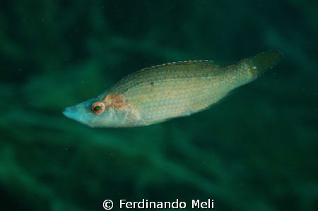 Symphodus rostratus in the Mediterranean sea. by Ferdinando Meli 