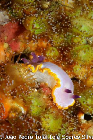 A very large Chromodoris purpurea crawling in the middle ... by Joao Pedro Tojal Loia Soares Silva 