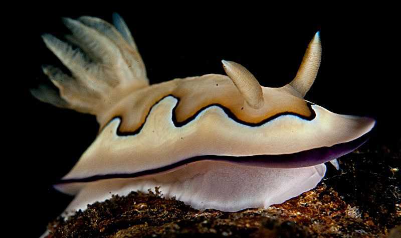 Chromodoris Coi. by Charles Wright 