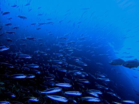 Bait ball.taken at marfa point malta. by Adrian Richard Buttigieg 