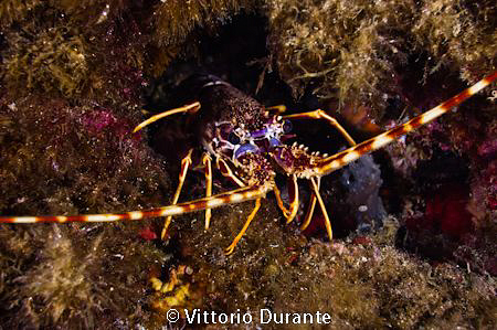 A small sample of lobster by Vittorio Durante 