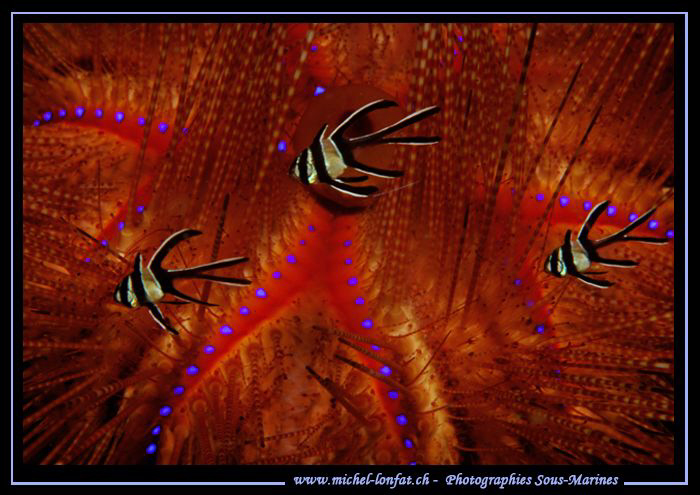 Small Cardinal Fishes wih a Sea Urchin in the background.... by Michel Lonfat 