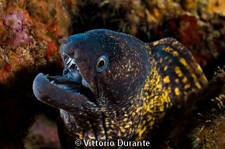 Muraena helena by Vittorio Durante 