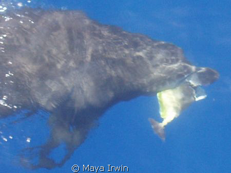 Taken from the dive boat heading back from Ras Mohammed by Maya Irwin 