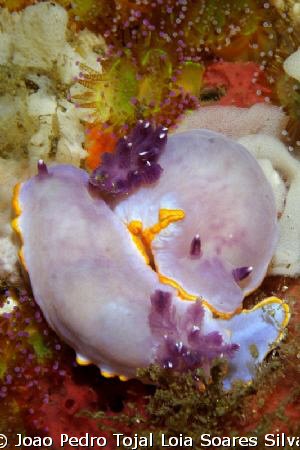 A pair of very large Chromodoris purpurea, probably just ... by Joao Pedro Tojal Loia Soares Silva 