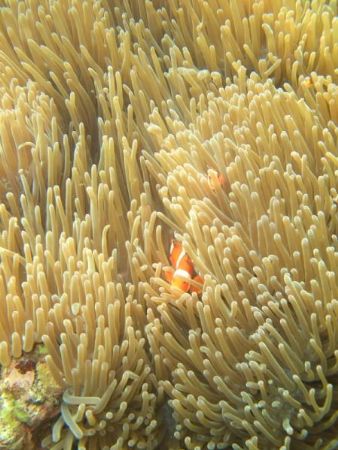 Clown Fish by Arnold Tom 