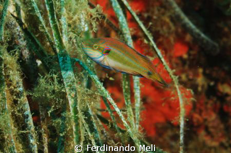 Symphodus ocellatus in the Mediterranean sea. by Ferdinando Meli 