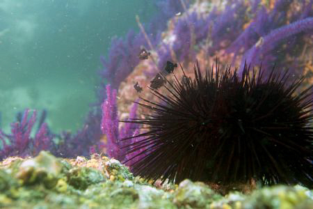D200 sea&sea housing,, 110 ys strobe.. nikon 28-80 lens by Ahmed Elsayed 