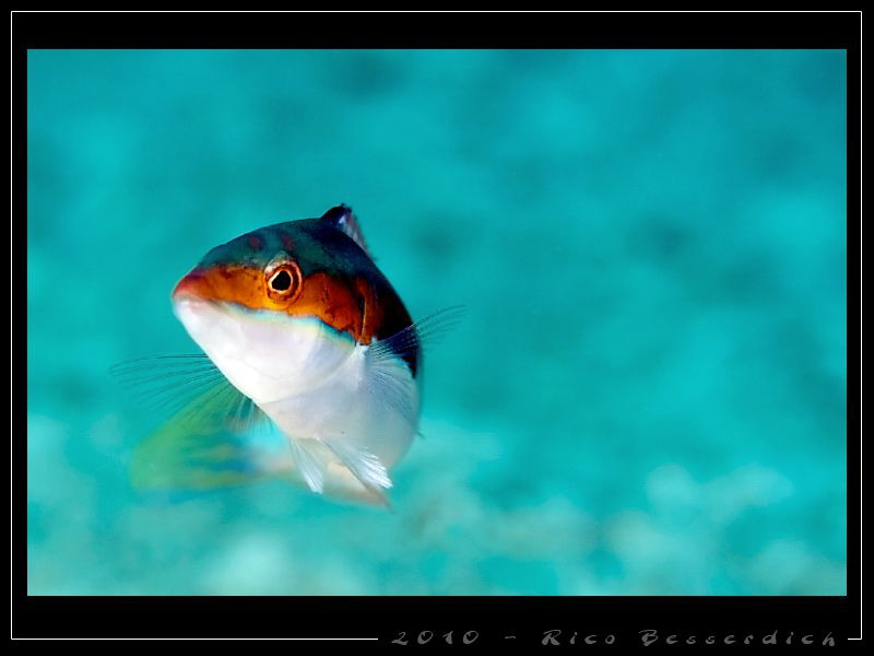 "A happy day" . As it is really hard to find nice objects... by Rico Besserdich 