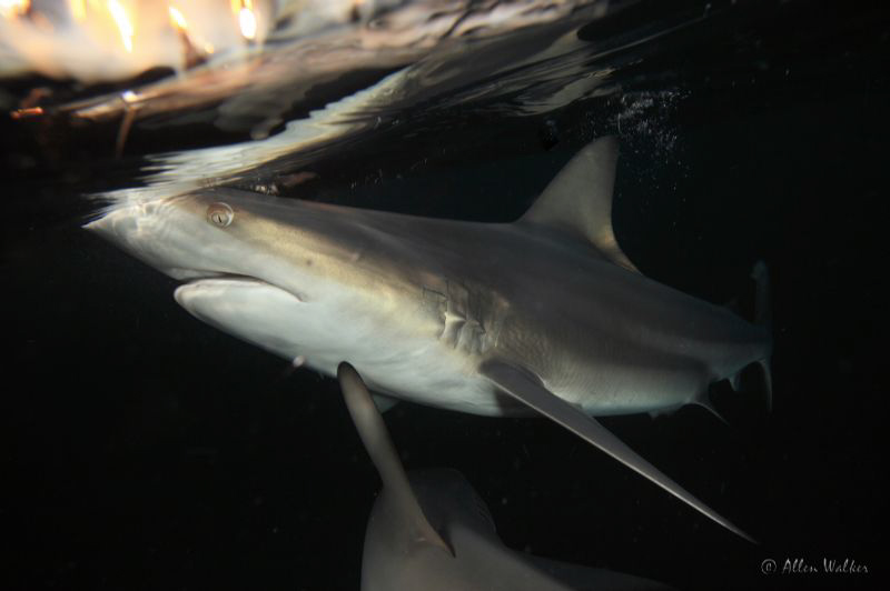 one of the shots taken on the last dive.....hope you like... by Allen Walker 