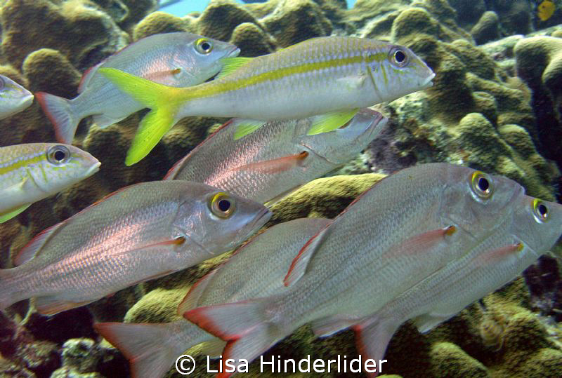 Goats n Snappers by Lisa Hinderlider 