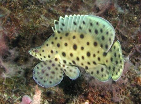 Humpback Polkadot Grouper - Lembeh Strait by Dale Treadway 