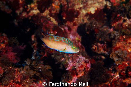 Symphodus mediterraneus in the Mediterranean Sea. by Ferdinando Meli 