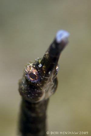 Wow what a tiny mouth! by Debi Henshaw 