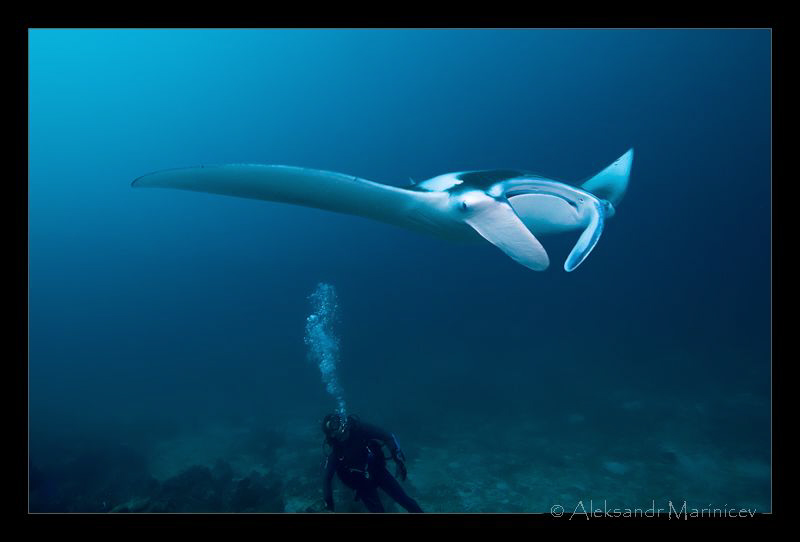 Manta Ray by Aleksandr Marinicev 