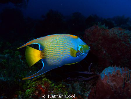 Cozumel, Mexico by Nathan Cook 