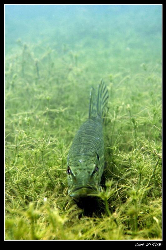 Pike resting on the seegras :-D by Daniel Strub 