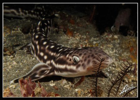 coral cat shark during night dive in Komodo national park by Adriano Trapani 
