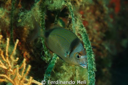 A Diplodus vulgaris in the Mediterranean sea. by Ferdinando Meli 