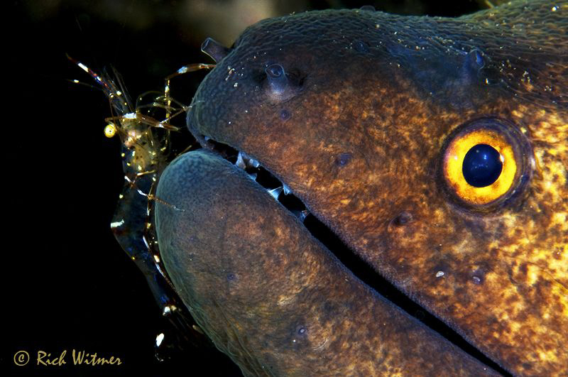 Eye 2 Eye.  Large moray and a cleaner shrimp.  Less than ... by Richard Witmer 