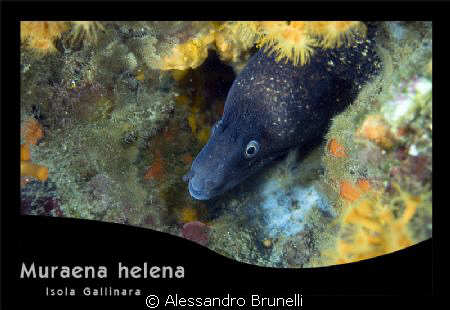 Murena by Alessandro Brunelli 