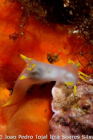 Polycera faeroensis, shot using Canon EOS 350D in Ikelite... by Joao Pedro Tojal Loia Soares Silva 
