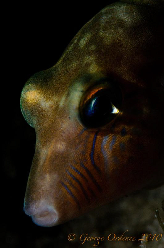 This little guy would not leave me during a recent night ... by George Ordenes 