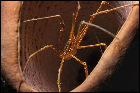 Curious arrow crab in a barrel sponge. Picture taken arou... by Marc Pilgrem 