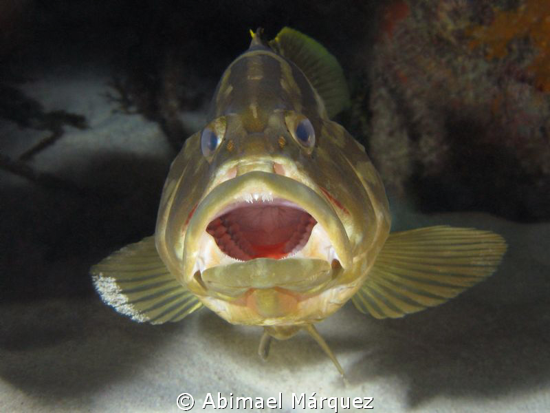 Ahhhhh....,Nassau Grouper, Harbour Island by Abimael Márquez 