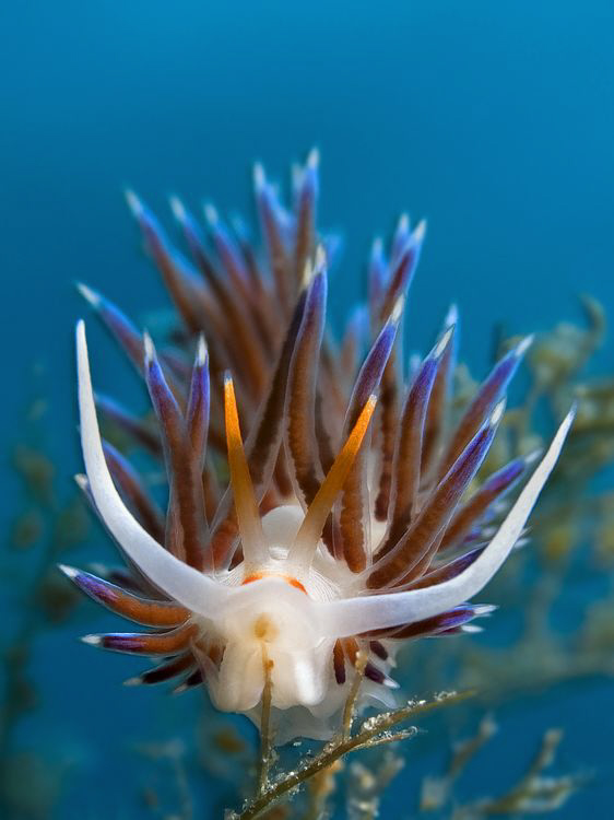 Cratena peregrina by Roland Bach 