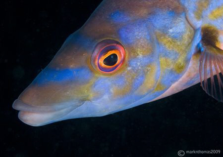 Male cuckoo wrasse.
Plymouth.
D200 60mm. by Mark Thomas 