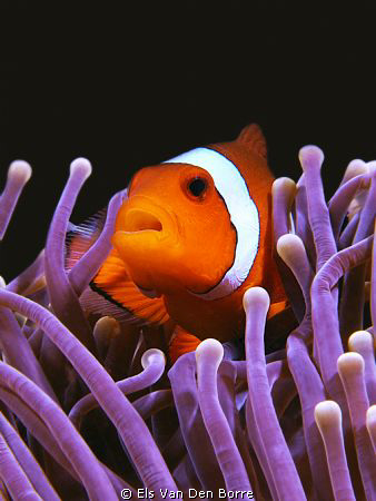 I found nemo by Els Van Den Borre 