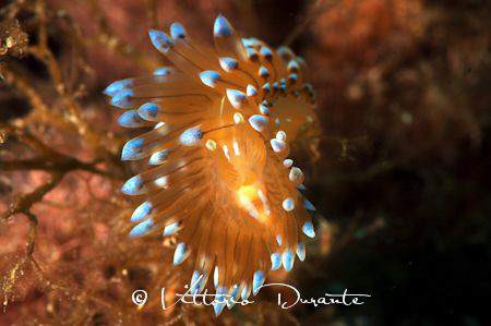 Mediterranean Nudi (Ianolous cristatus) by Vittorio Durante 