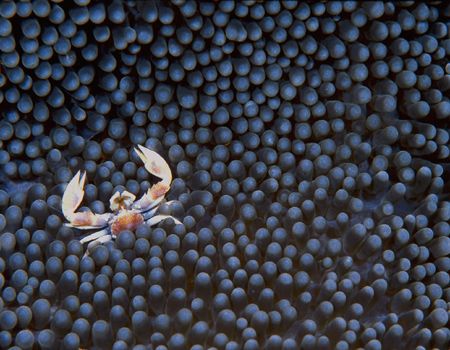 Porcelain Crab in Anemone, Beqa Lagoon, Fiji (Nikon F4, A... by Andrew Dawson 