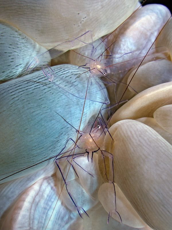 "Two Bubble Coral Shrimps"

Oly E-3, 50mm macro, 1,4 te... by Henry Jager 