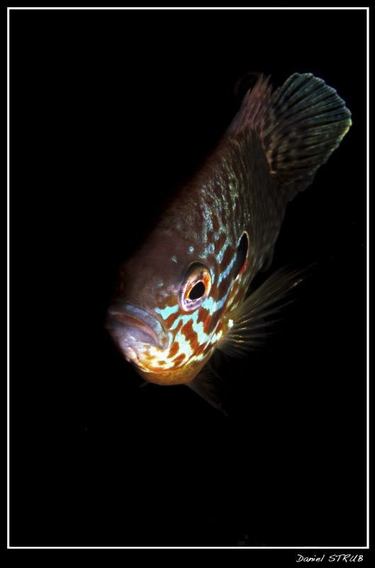 Tonight's dive with my good friends Mitch and JP - it's f... by Daniel Strub 