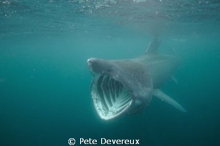 Basking Shark taken whilst snorkelling off the coast of I... by Pete Devereux 