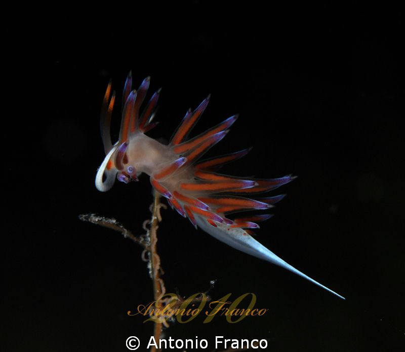 The Parrot 
Cratena peregrina by Antonio Franco 