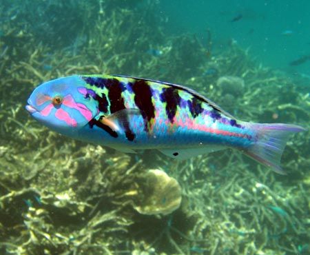 Colourful Wrasse, Ningaloo Reef by Penny Murphy 