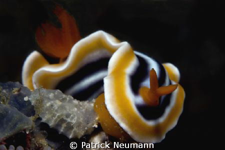 Anilao by Patrick Neumann 