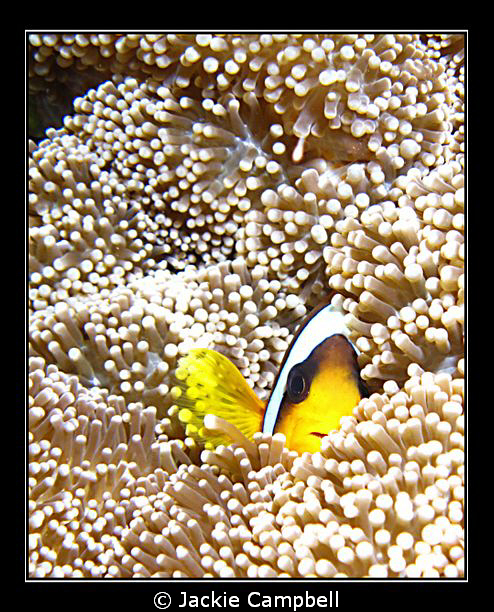 Peek a boo !!
I never tire of these little fish.....cute... by Jackie Campbell 