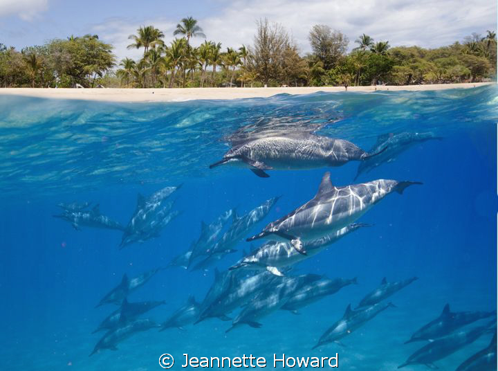 I couldn't get these dolphins to swim closer to the islan... by Jeannette Howard 
