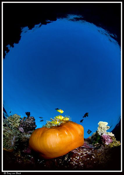 Red anemone and Schnell's window... by Dray Van Beeck 